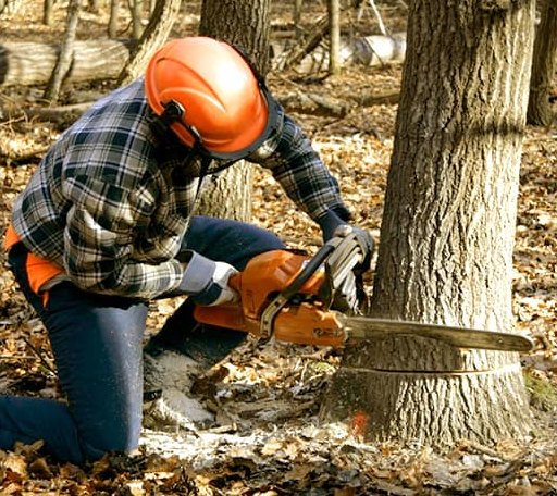 Tree Removal in Highlands, TX